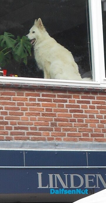 Ik houd hier de wacht