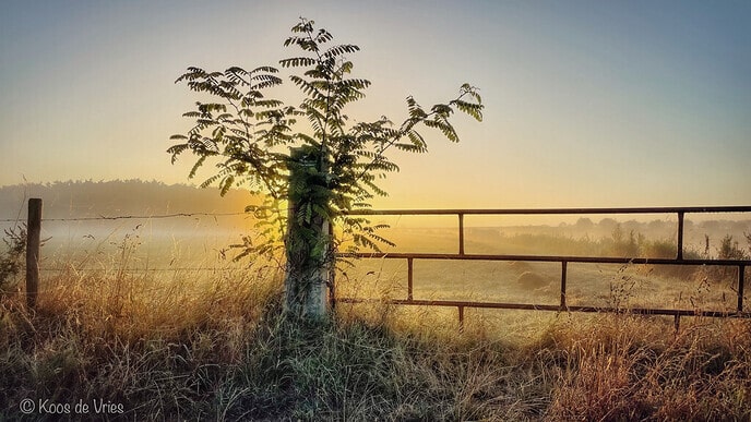 Zonsopkomst met grondmist - Foto: Ingezonden foto