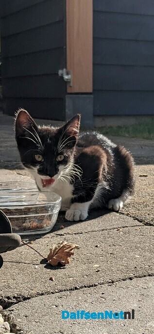 Kitten aan komen lopen - Foto: Ingezonden foto