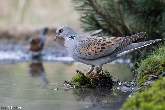Roosduifje - Foto: Ingezonden foto