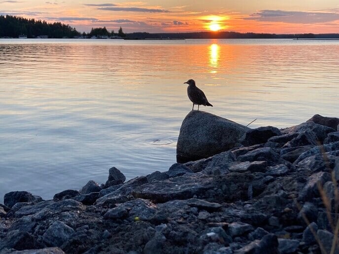Werkvakantie in Finland - Foto: Ingezonden foto