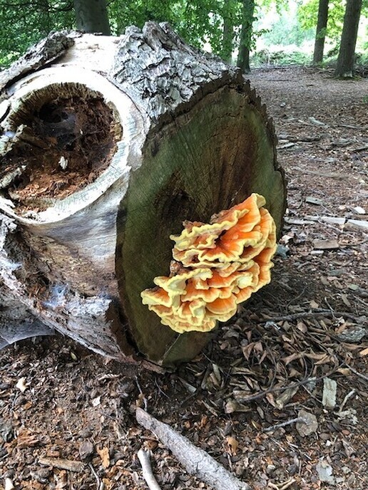 Gespot - Foto: Ingezonden foto