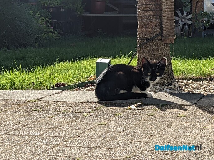 Kitten aan komen lopen - Foto: Ingezonden foto