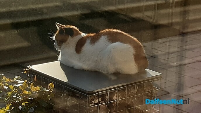 Op korte termijn een goed thuis gezocht - Foto: Ingezonden foto