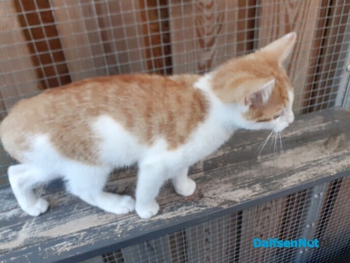 Kitten gevonden - Foto: Ingezonden foto