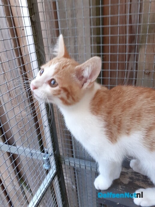Kitten gevonden - Foto: Ingezonden foto