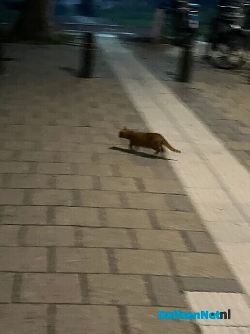 Rode kitten op station - Foto: Ingezonden foto