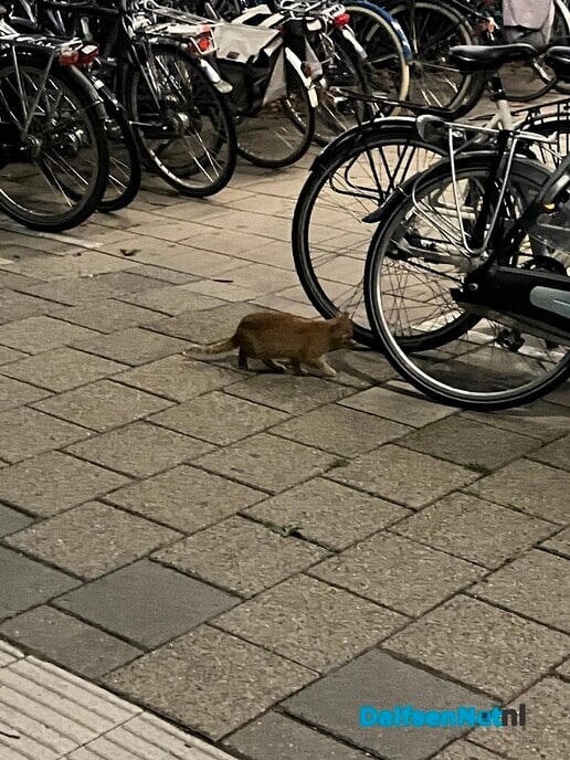 Rode kitten op station - Foto: Ingezonden foto
