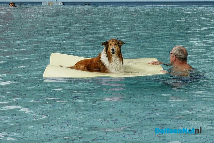 Laatste zwemdag, baas hond zwemmen - Foto: Ingezonden foto