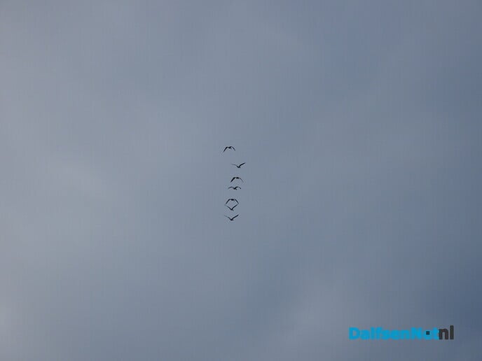 Opgefrist Bellingeweer - Foto: Ingezonden foto