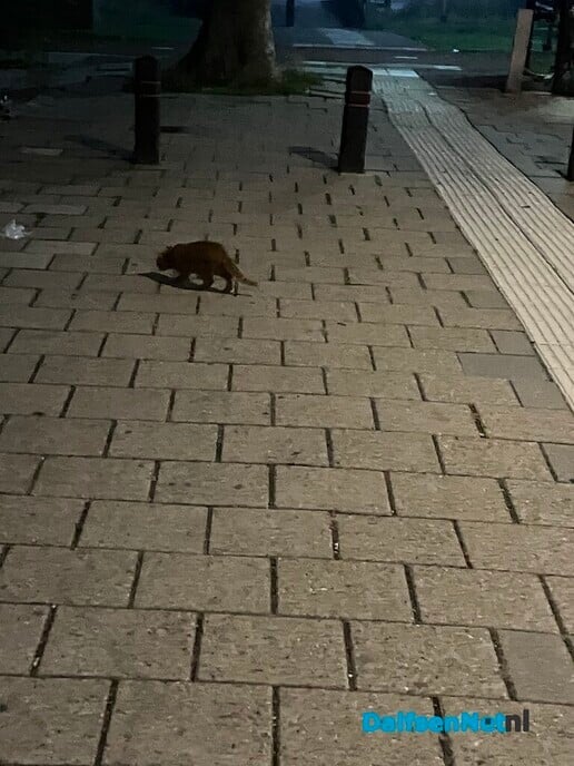 Rode kitten op station - Foto: Ingezonden foto