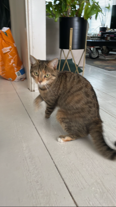 Poes vermist maar wel weer terug - Foto: Ingezonden foto