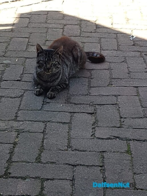 kat aan komen lopen - Foto: Ingezonden foto