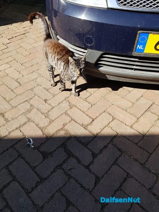 kat aan komen lopen - Foto: Ingezonden foto