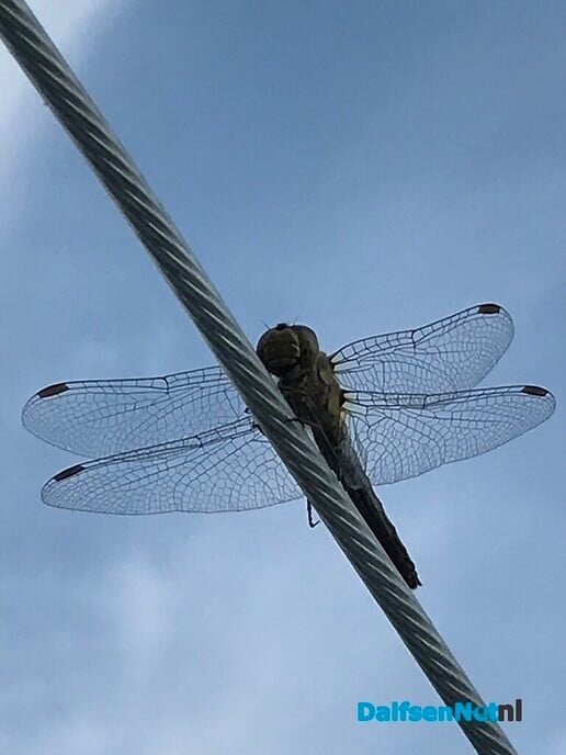 De libelle leest de libelle …. - Foto: Ingezonden foto