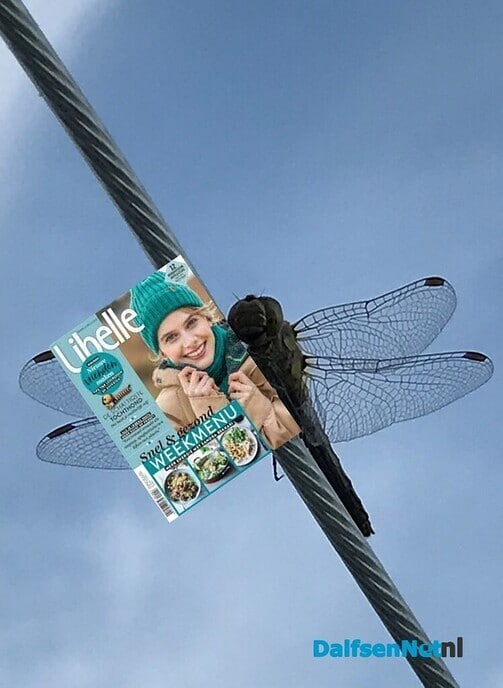 De libelle leest de libelle …. - Foto: Ingezonden foto