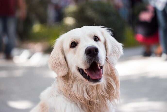 Tips voor de verzorging van je hond