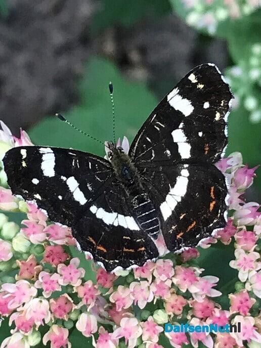 Vlinder, mooie vlinder …. - Foto: Ingezonden foto