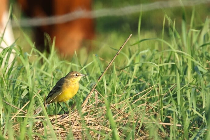 Geel Akkermannetje - Foto: Ingezonden foto