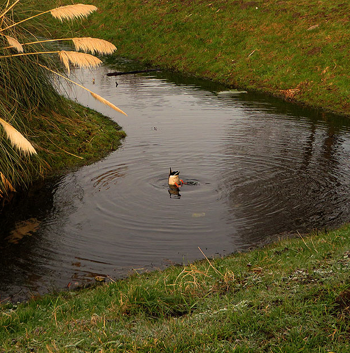Dalfser fotograaf is in sloot gevallen - Foto: Ingezonden foto