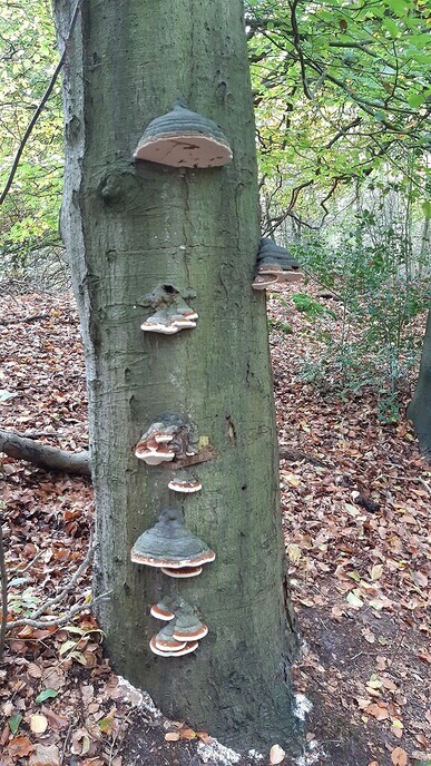 In de natuur op de boom - Foto: Ingezonden foto