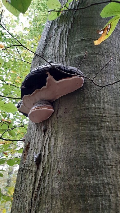 In de natuur op de boom - Foto: Ingezonden foto