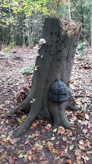 In de natuur op de boom - Foto: Ingezonden foto