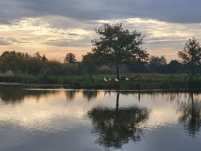 De Vogelgriep blijft om zich heen grijpen