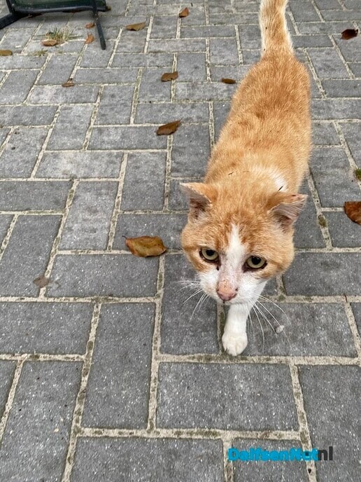 Wie mist deze kater? - Foto: Ingezonden foto
