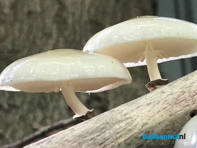 Paddestoel’n … sie bint d’r weer! - Foto: Ingezonden foto