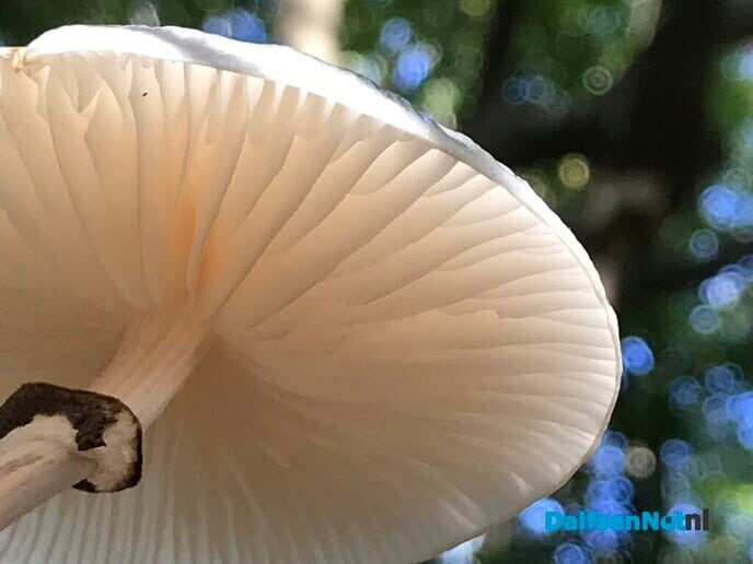 Paddestoel’n … sie bint d’r weer! - Foto: Ingezonden foto