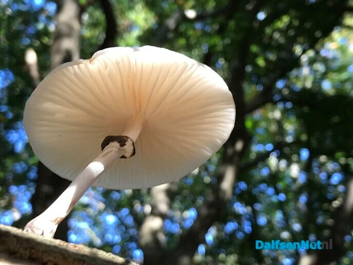 Paddestoel’n … sie bint d’r weer! - Foto: Ingezonden foto