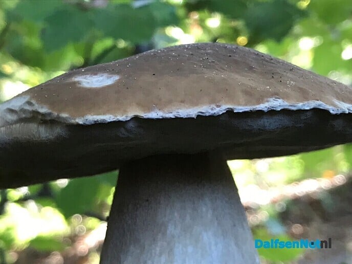 Paddestoel’n … sie bint d’r weer! - Foto: Ingezonden foto