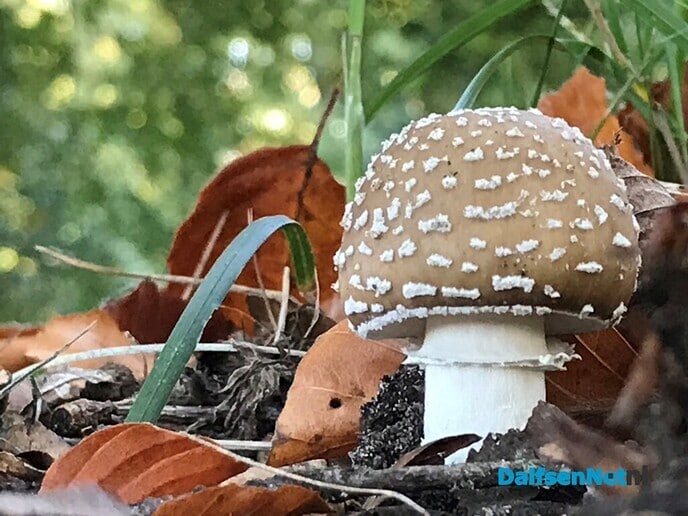 Paddestoel’n … sie bint d’r weer! - Foto: Ingezonden foto