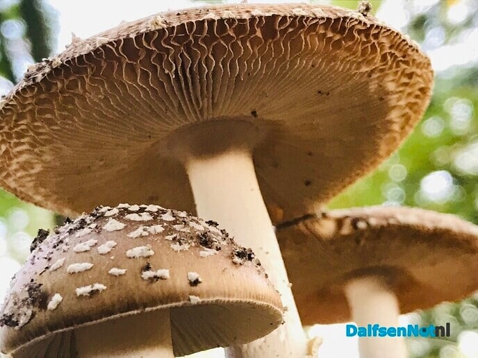 Paddestoel’n … sie bint d’r weer! - Foto: Ingezonden foto