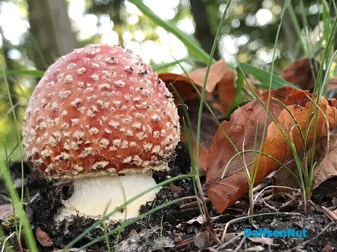 Paddestoel’n … sie bint d’r weer! - Foto: Ingezonden foto