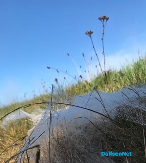Kleine witte wieffies an de Tolhuisweg … - Foto: Ingezonden foto
