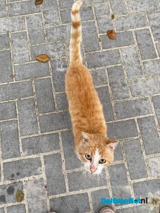 Wie mist deze kater? - Foto: Ingezonden foto