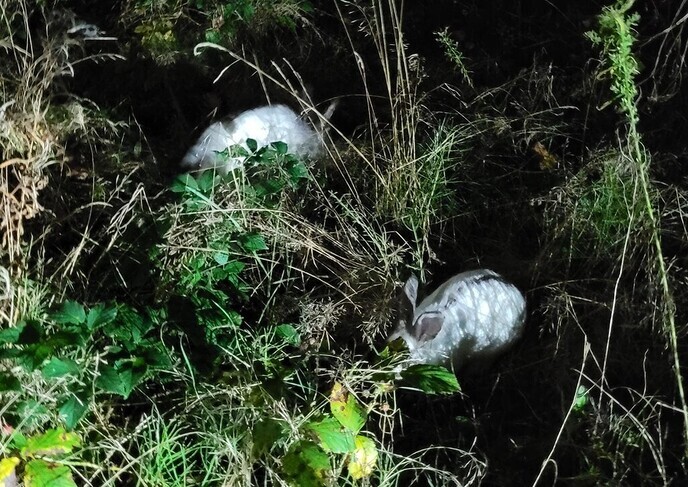 Nog meer tamme konijnen gevonden - Foto: Eigen geleverde foto