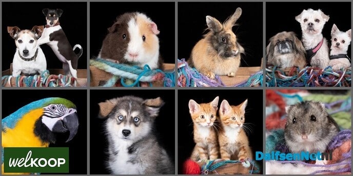 Dierenfotograaf maakt gratis foto’s bij Welkoop - Foto: Ingezonden foto
