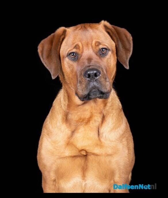 Dierenfotograaf maakt gratis foto’s bij Welkoop - Foto: Ingezonden foto