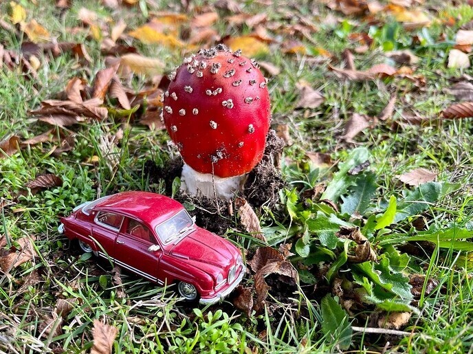 Herfst foto bericht - Foto: Ingezonden foto