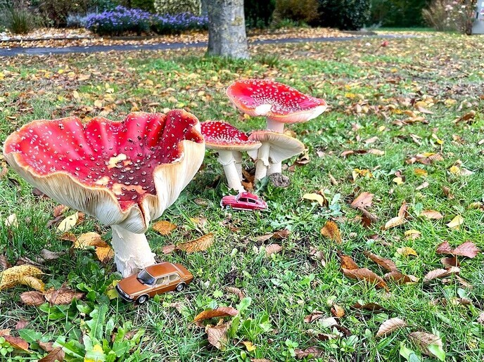 Herfst foto bericht - Foto: Ingezonden foto