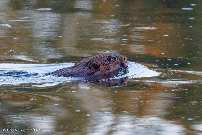 Bever gespot bij Dalfsen - Foto: Ingezonden foto