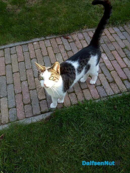 Kat aan komen lopen - Foto: Ingezonden foto