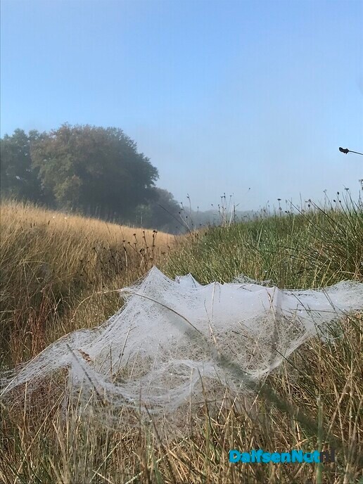 Kleine witte wieffies an de Tolhuisweg … - Foto: Ingezonden foto