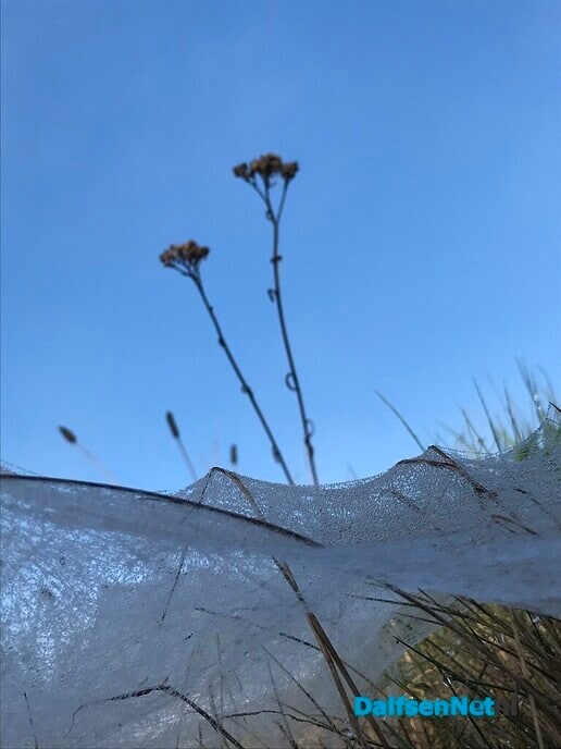 Kleine witte wieffies an de Tolhuisweg … - Foto: Ingezonden foto