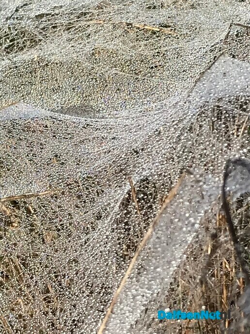 Kleine witte wieffies an de Tolhuisweg … - Foto: Ingezonden foto