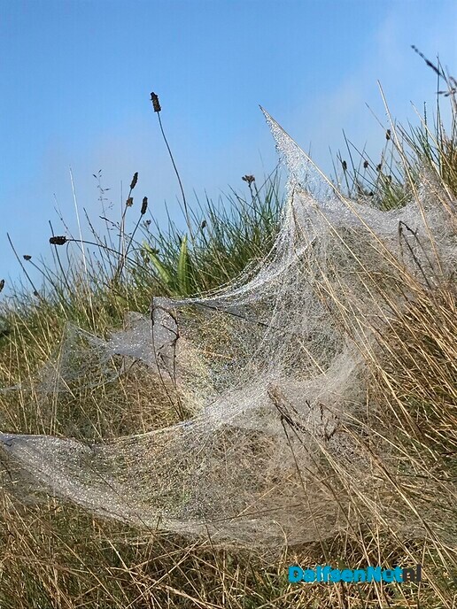 Kleine witte wieffies an de Tolhuisweg … - Foto: Ingezonden foto