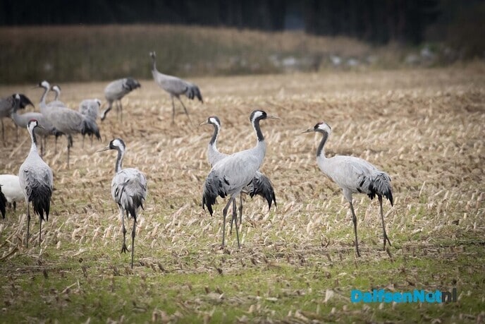 Kronekraan - Foto: Jos Scholten